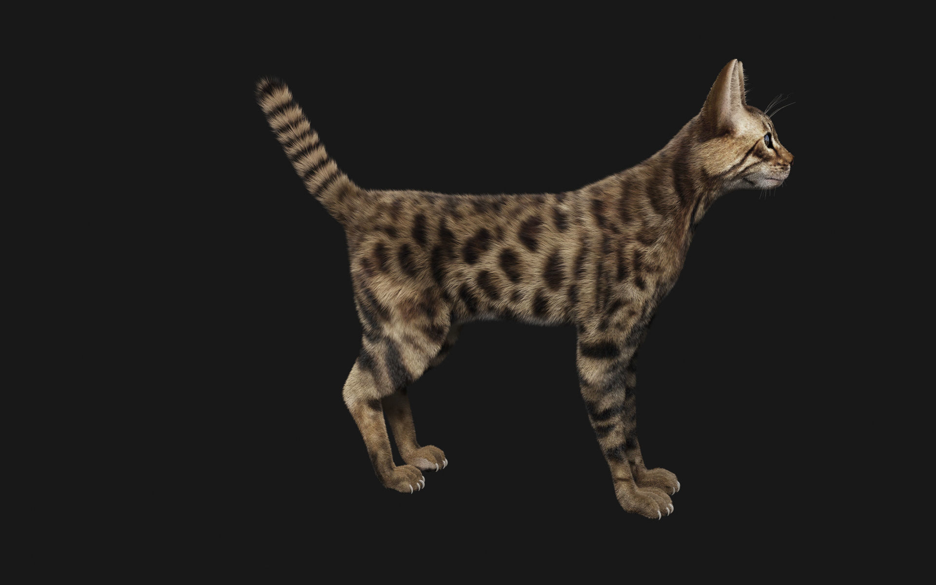 Bengal Cat 3D model_3