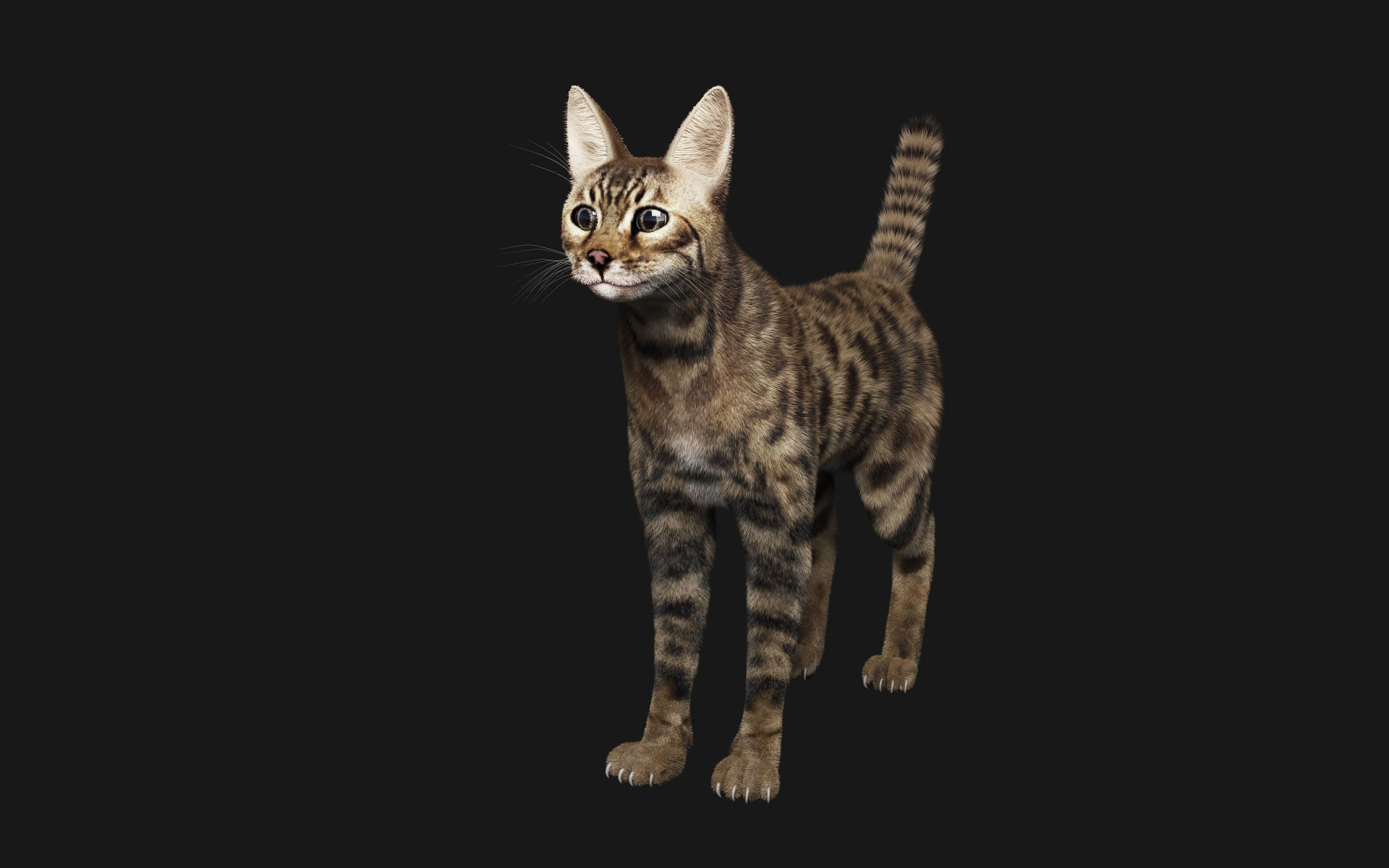 Bengal Cat 3D model_1