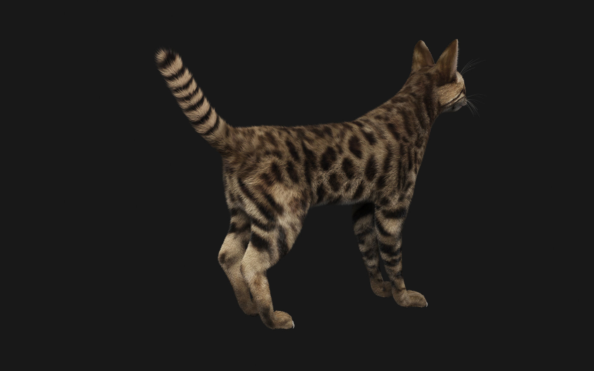 Bengal Cat 3D model_4
