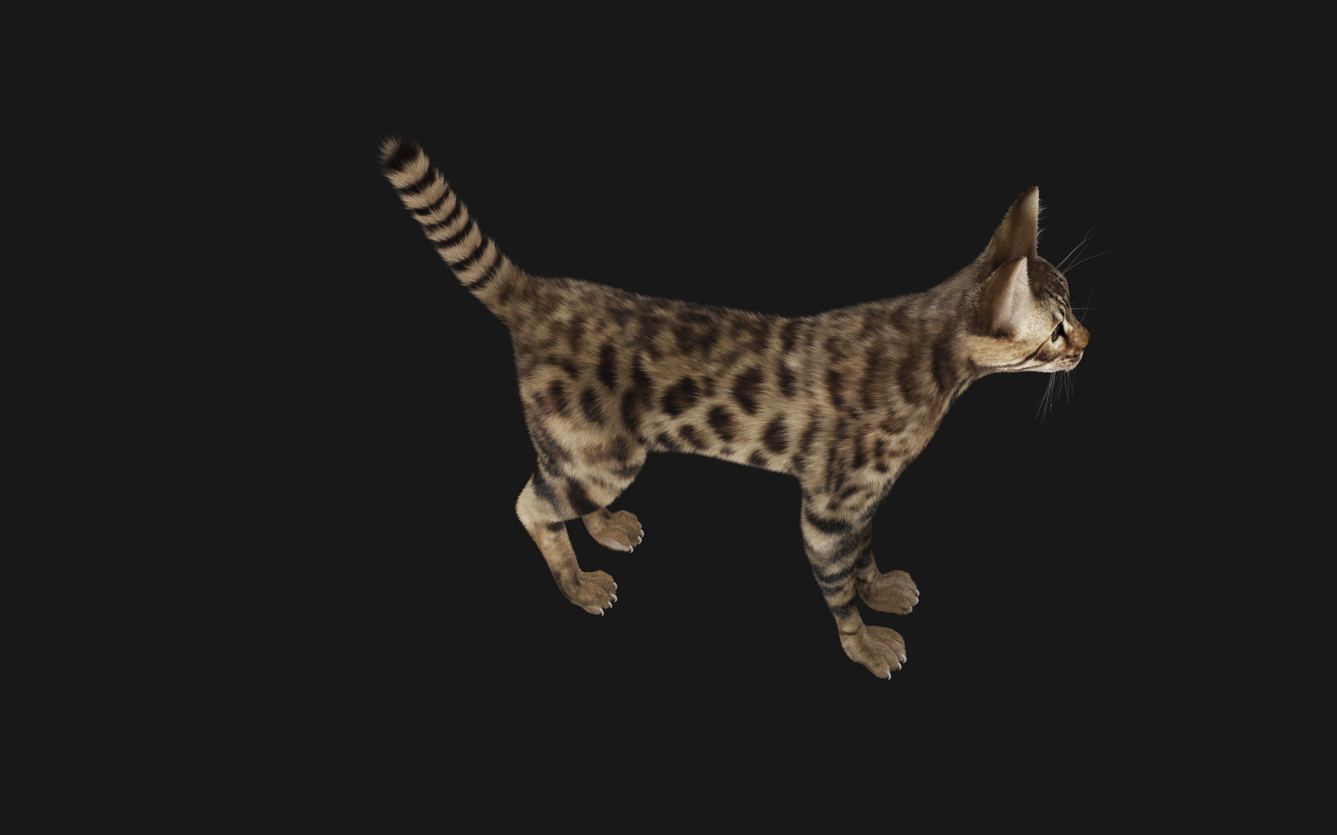 Bengal Cat 3D model_6