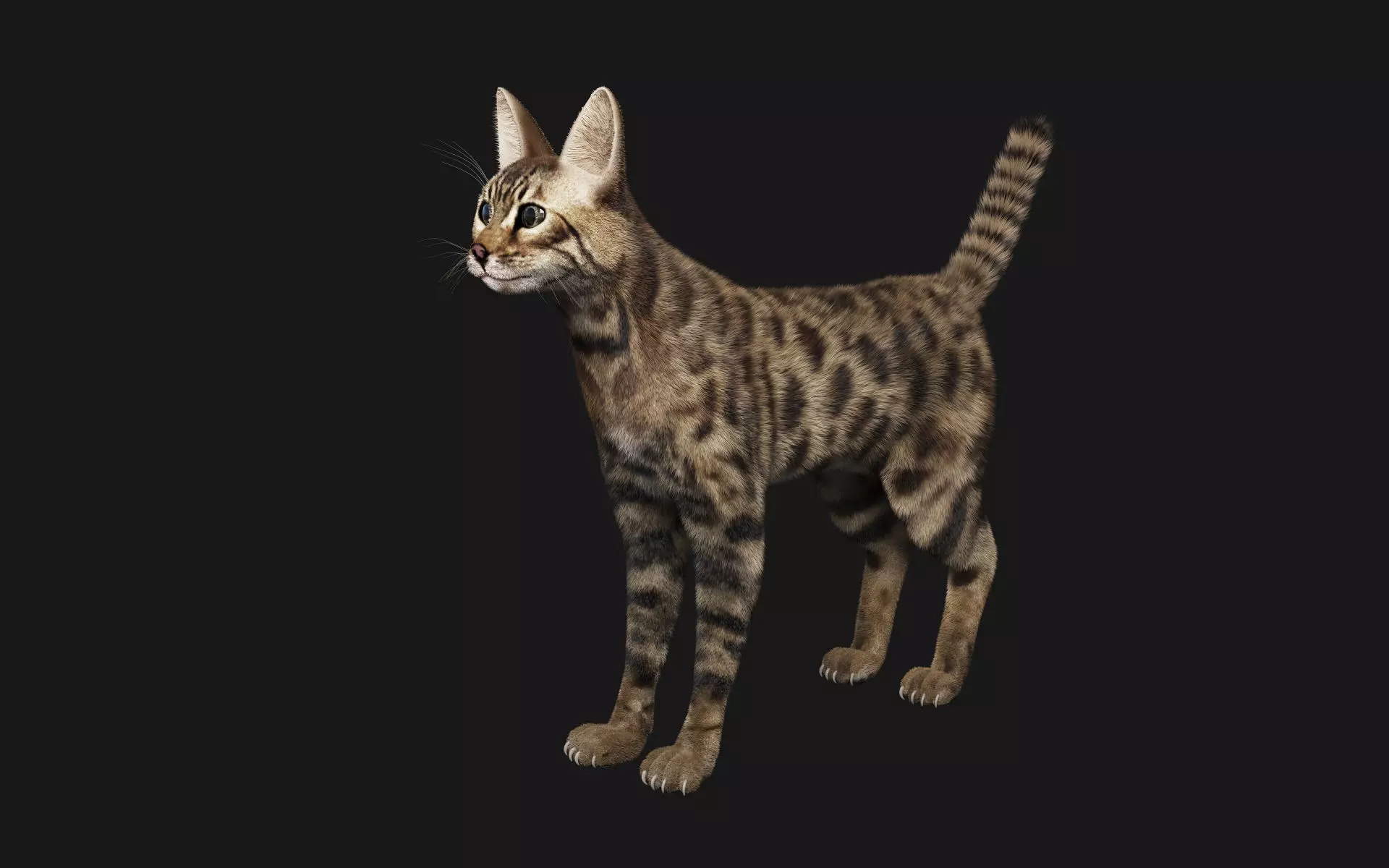 Bengal Cat 3D model_0