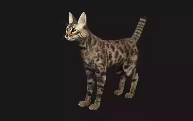 Bengal Cat
