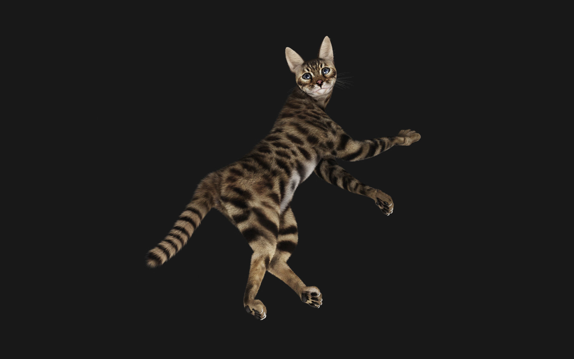 Bengal Cat 3D model_9