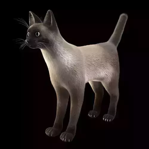 Siamese Cat Rigged 3D model