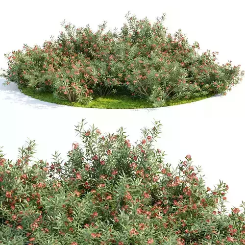 Nerium Oleander-Grass Garden vol 117 3D model