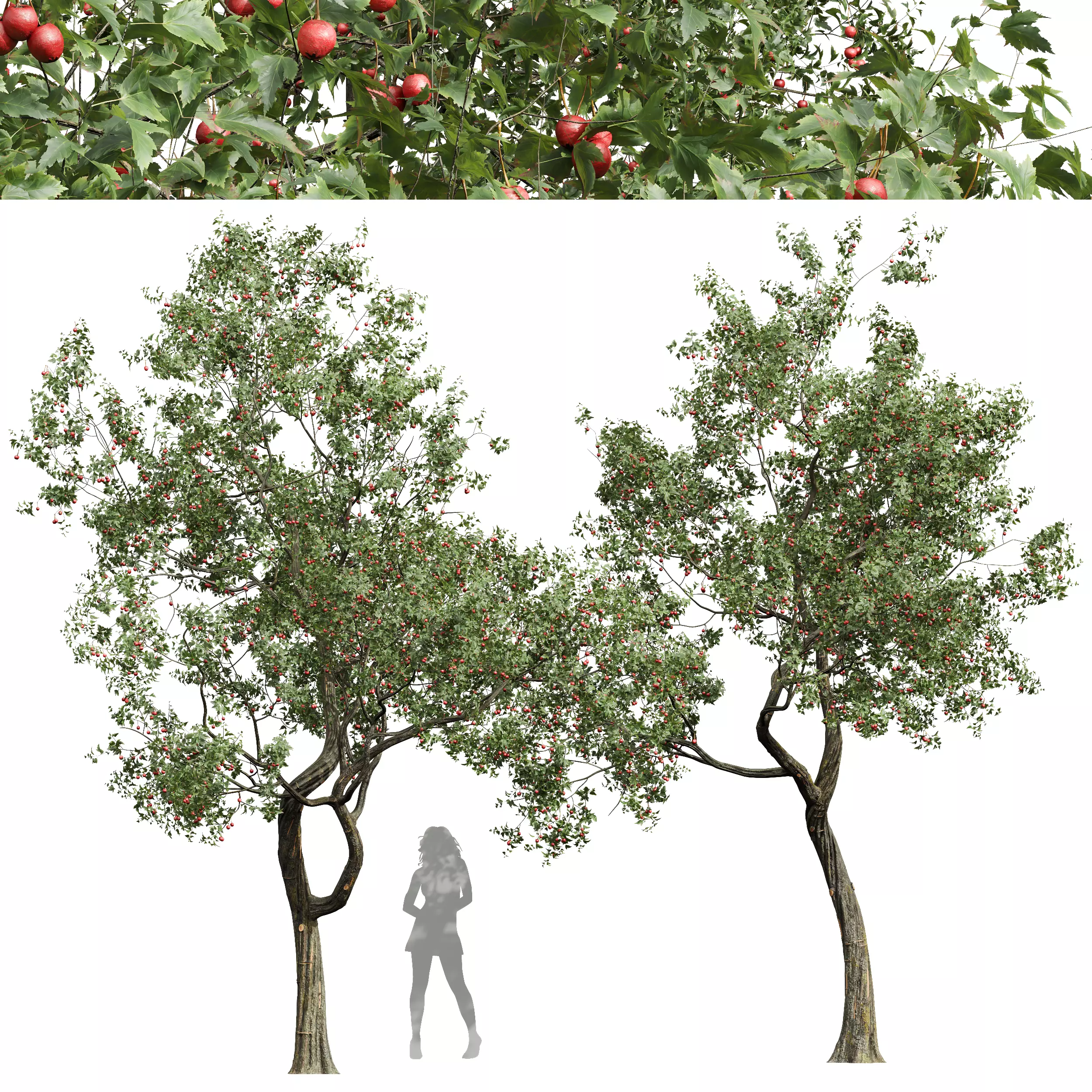 New Plant High detail Crataegus Pinnatifida Hawthorn 3D model_0