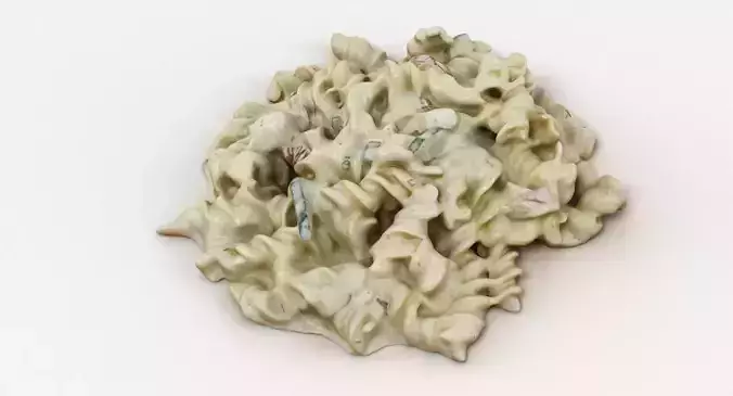 Pasta In Creamy Sauce