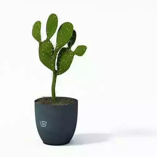 Cactus In Pot