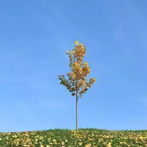 Green And Yellow On Tree 3D model