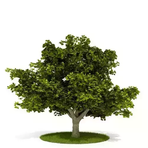 Mature Tree With All Leaves