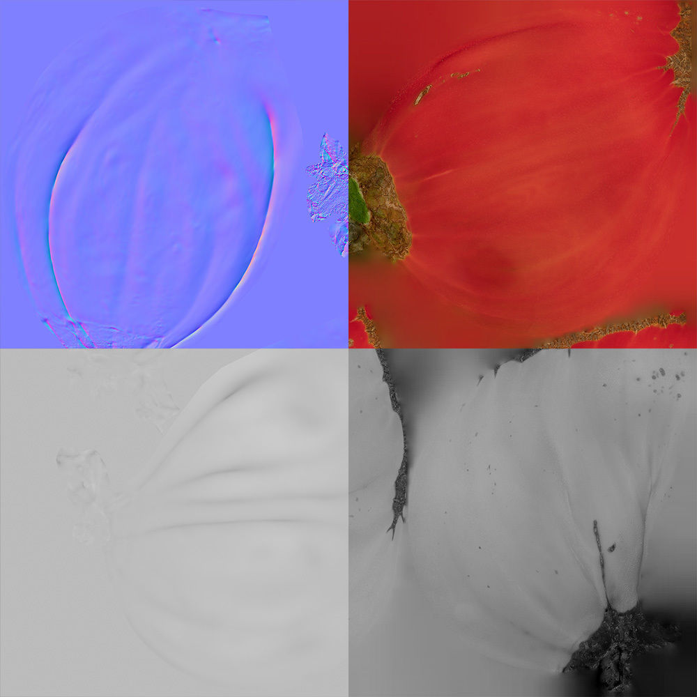 Tomato 3D model_8