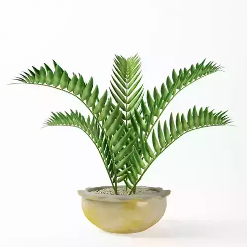 Green Fern Plant In White And Gold Vase