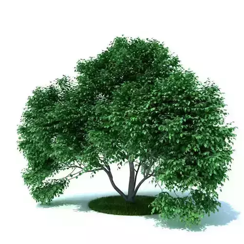 Green Leafy Tree