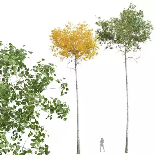 New Plant High detail Populus Tremuloides02 3D model
