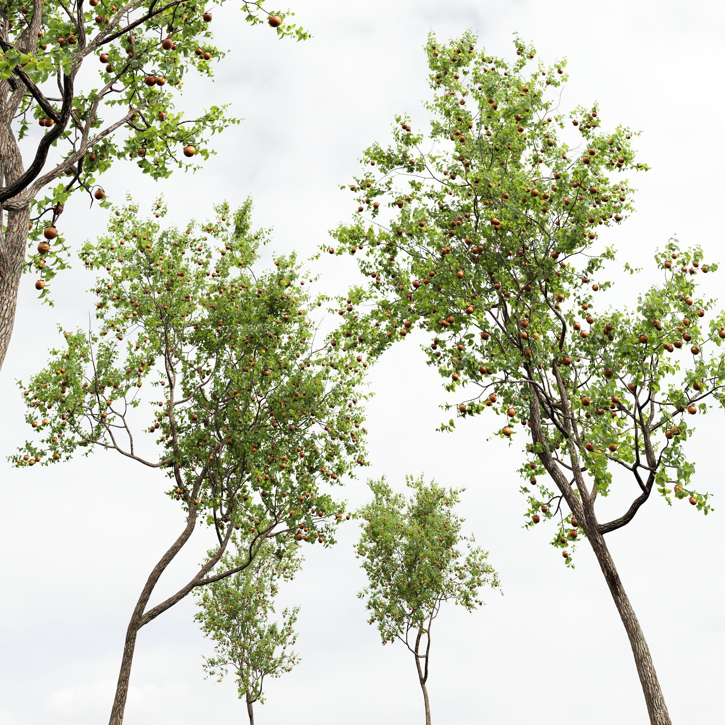 New Plant High detail Diospyros Kaki Persimmon 3D model_4