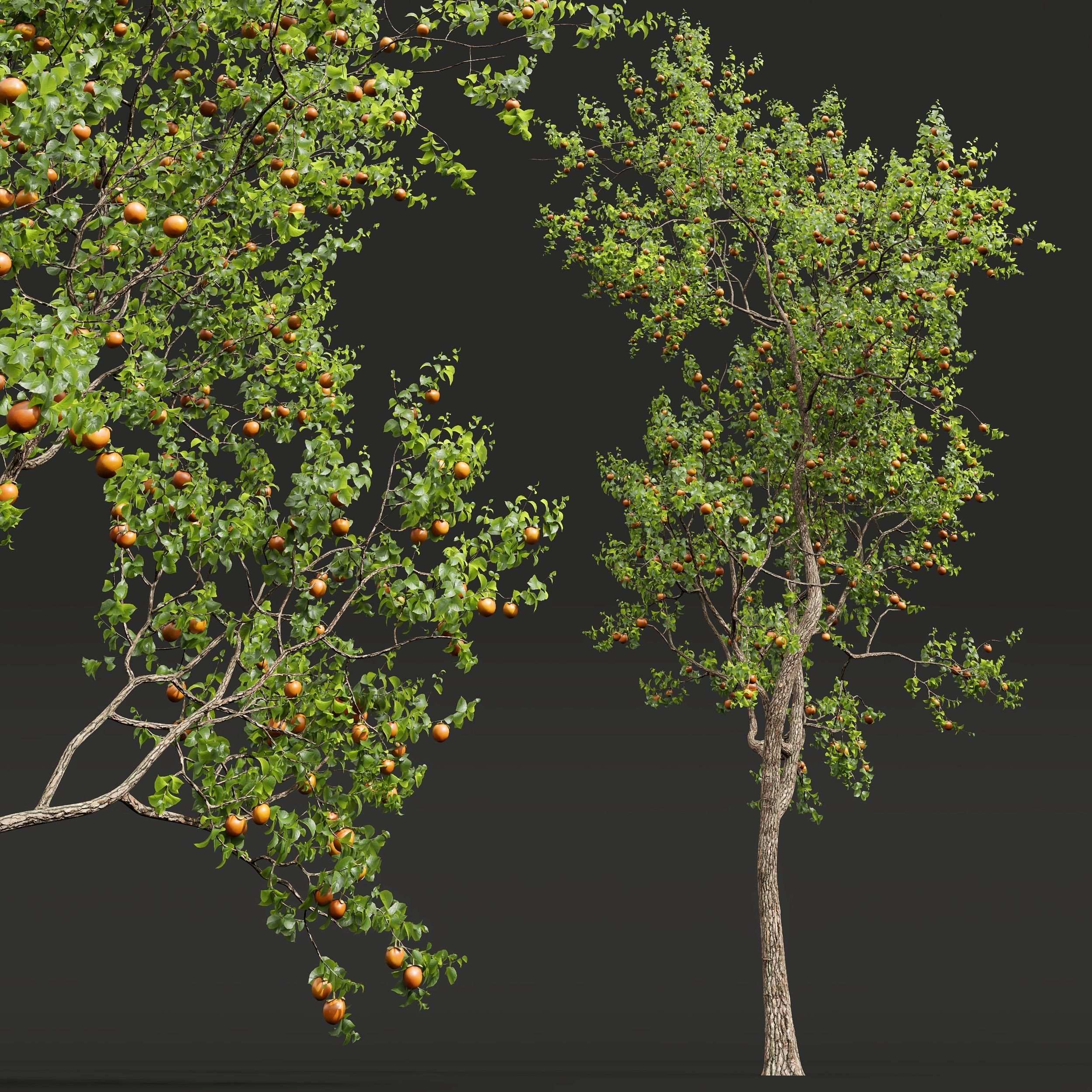 New Plant High detail Diospyros Kaki Persimmon 3D model_3