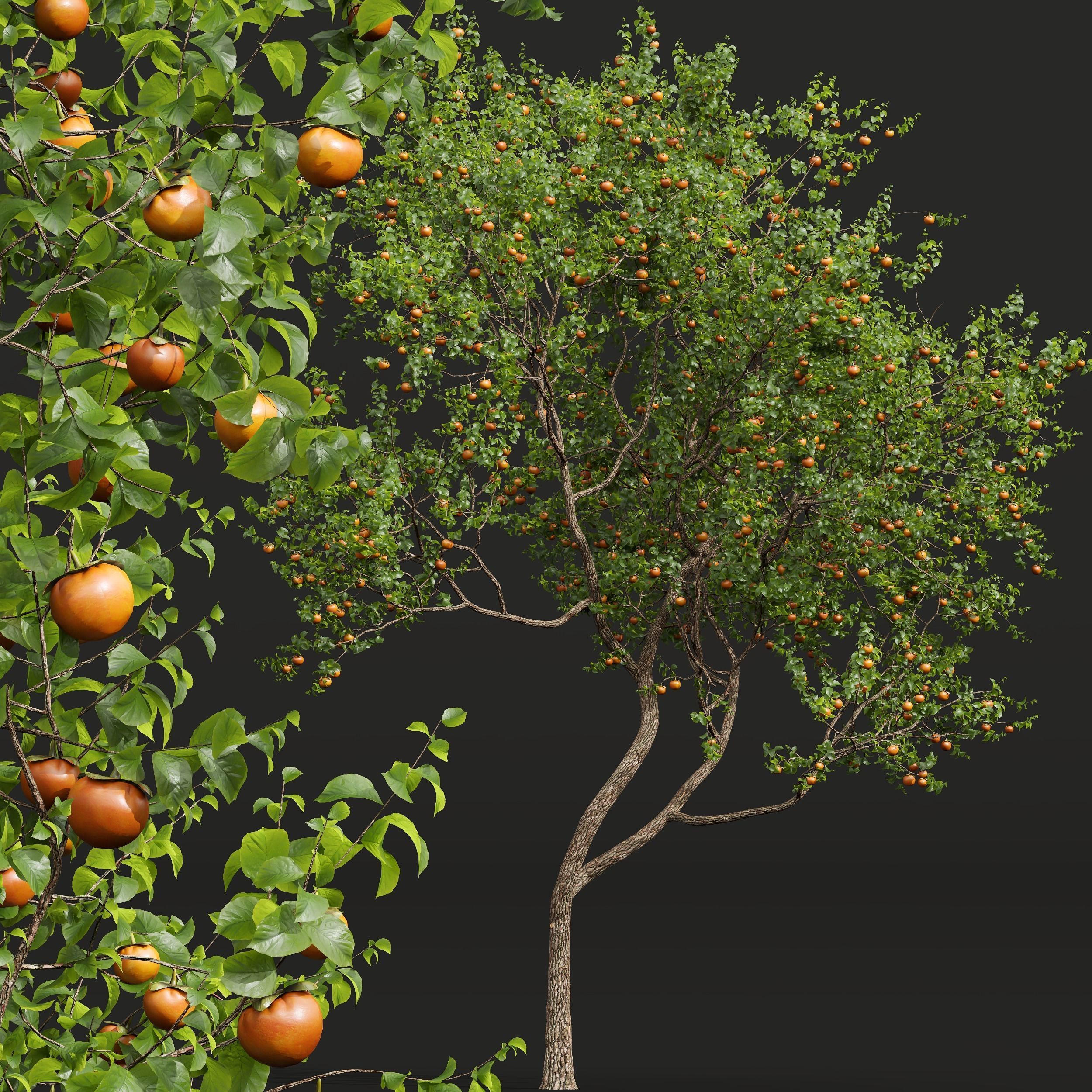 New Plant High detail Diospyros Kaki Persimmon 3D model_2
