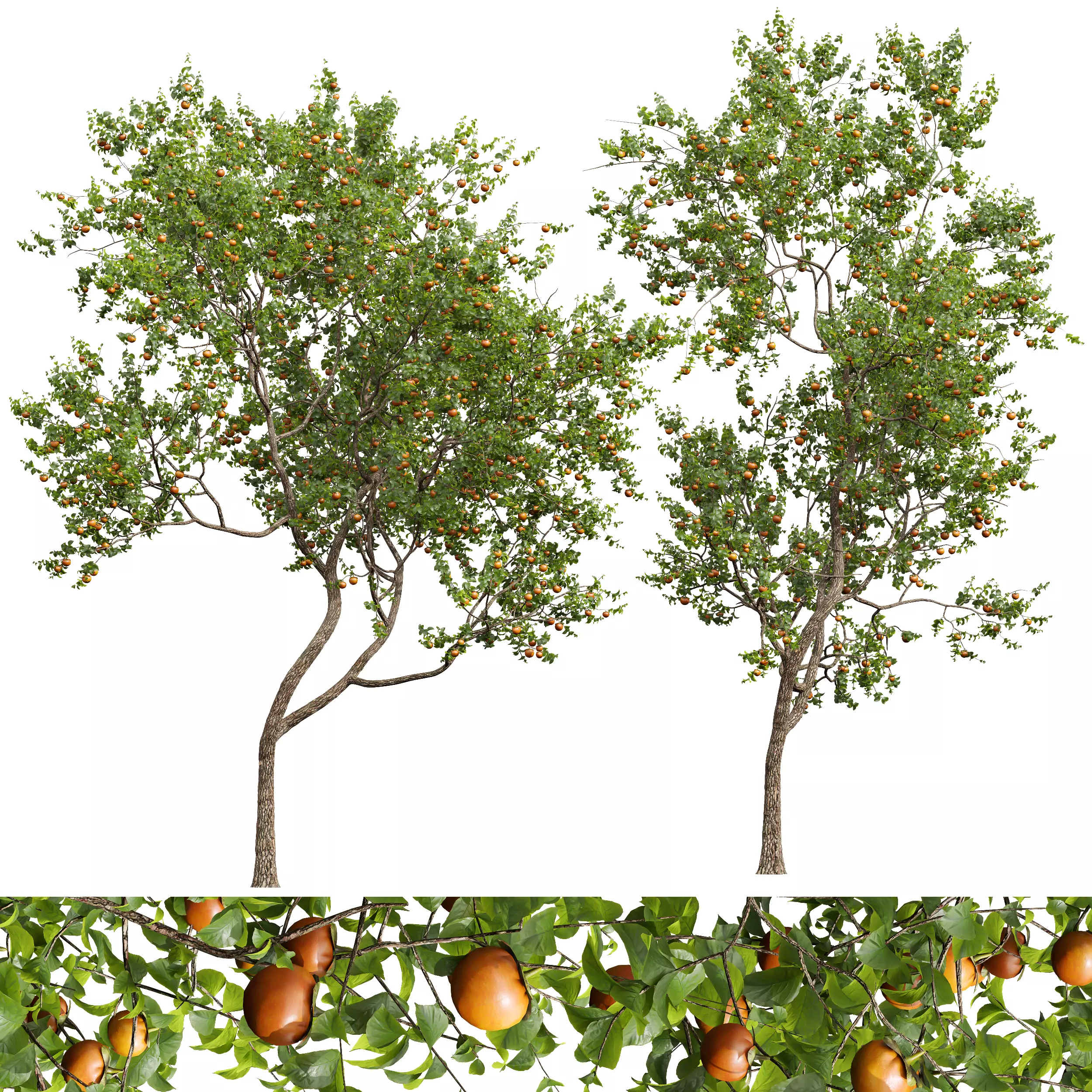 New Plant High detail Diospyros Kaki Persimmon 3D model_0