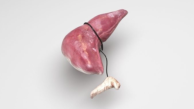 Liver With Pancreas 3D model