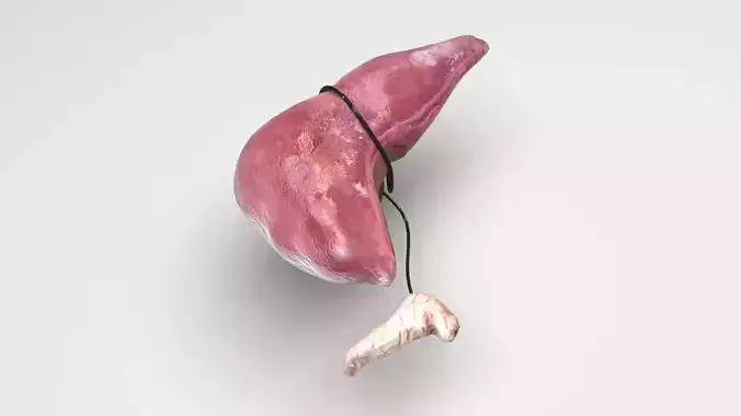 Liver With Pancreas 3D model