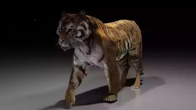 updated realistic siberian tiger 3d model