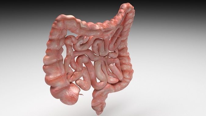 Intestine 3D model