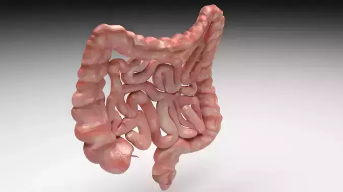 Intestine 3D model