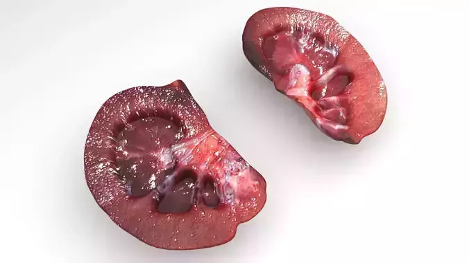 Kidney Section 3D model