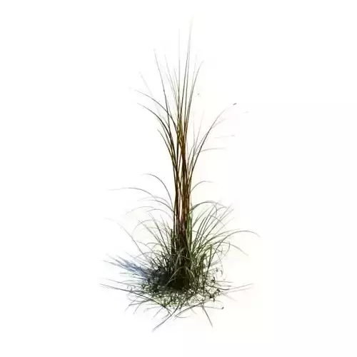 Green And Brown Grass Plant