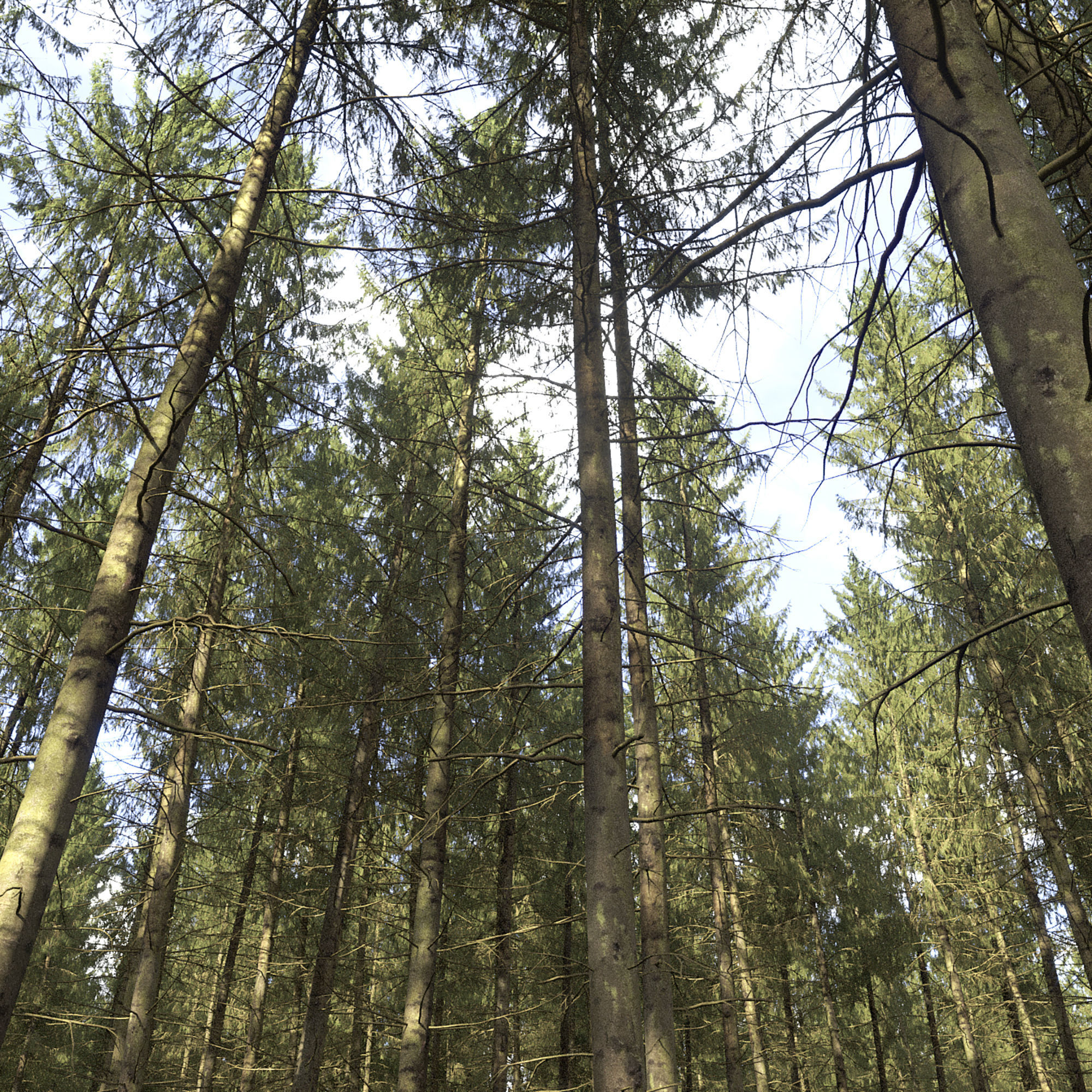 Spruce 06 3D model_4