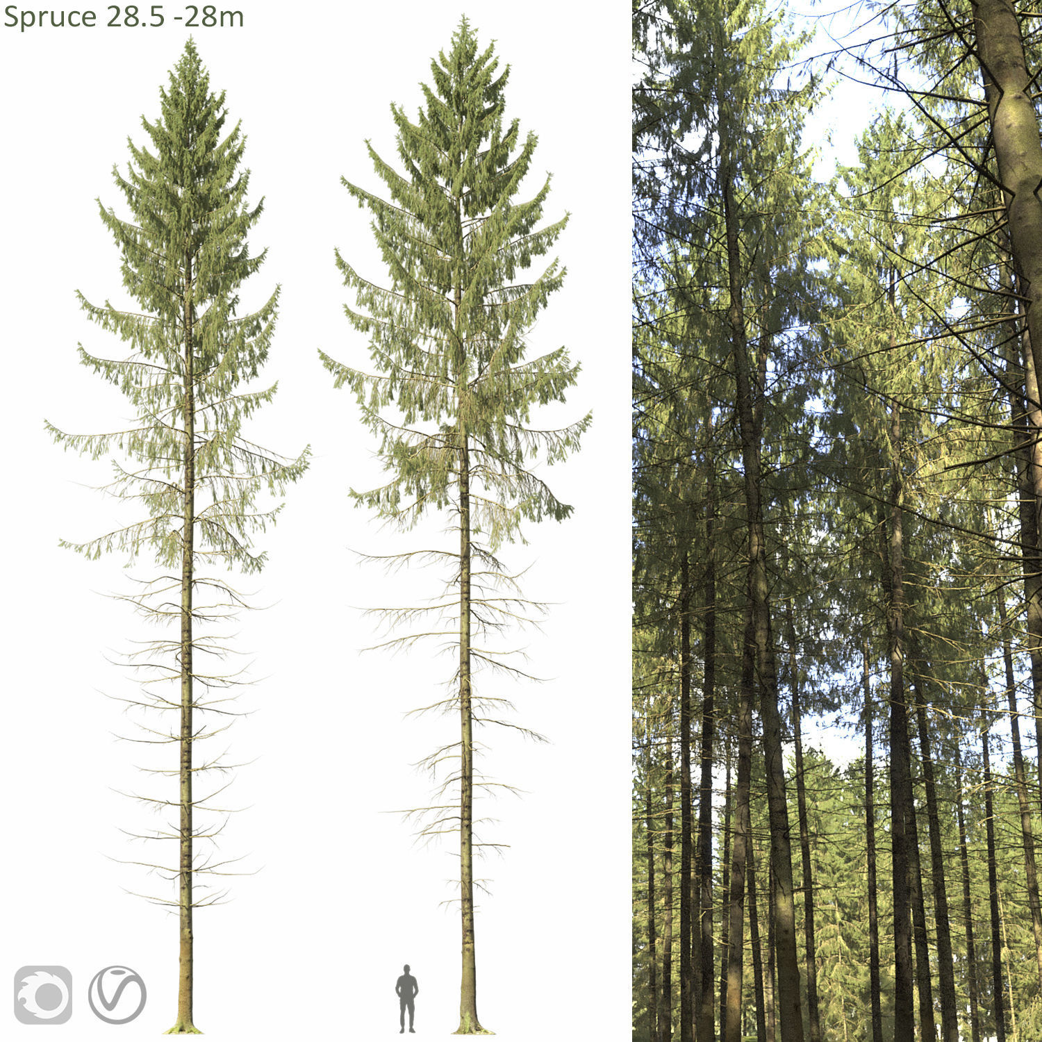 Spruce 06 3D model_6