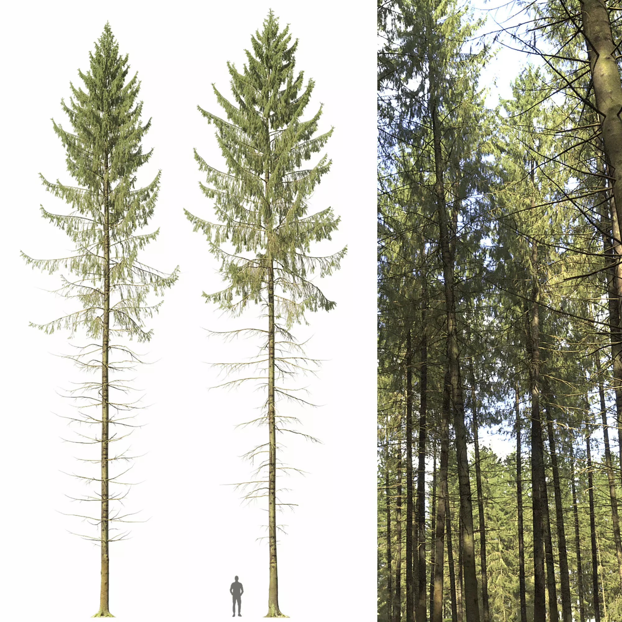 Spruce 06 3D model_0