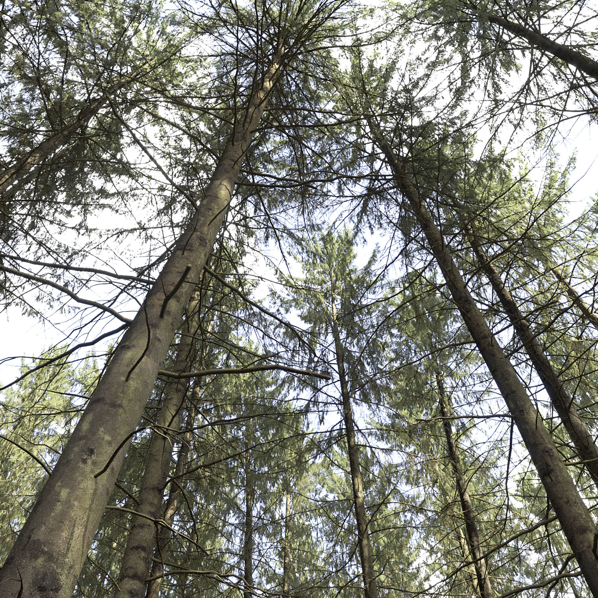 Spruce 06 3D model_1