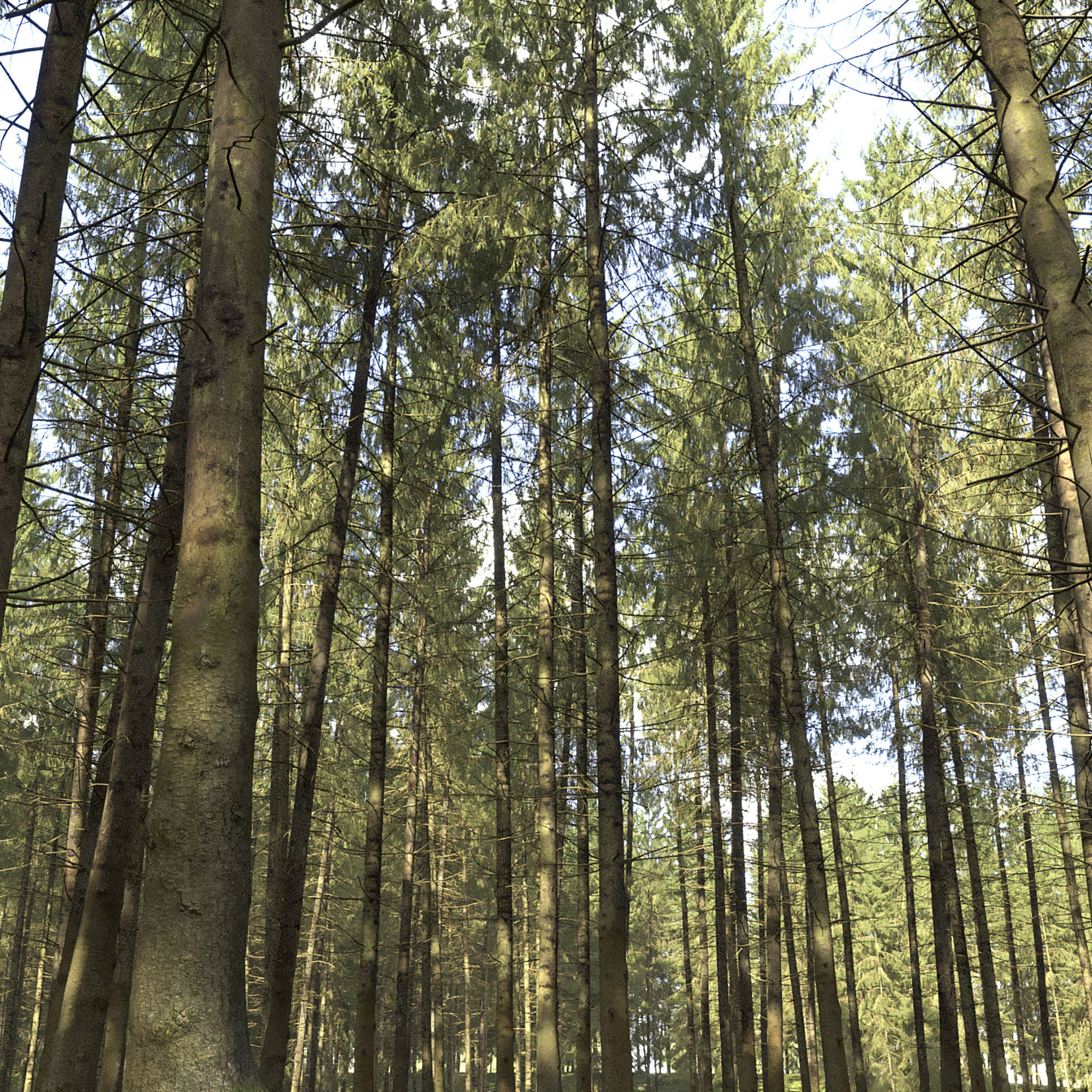 Spruce 06 3D model_2