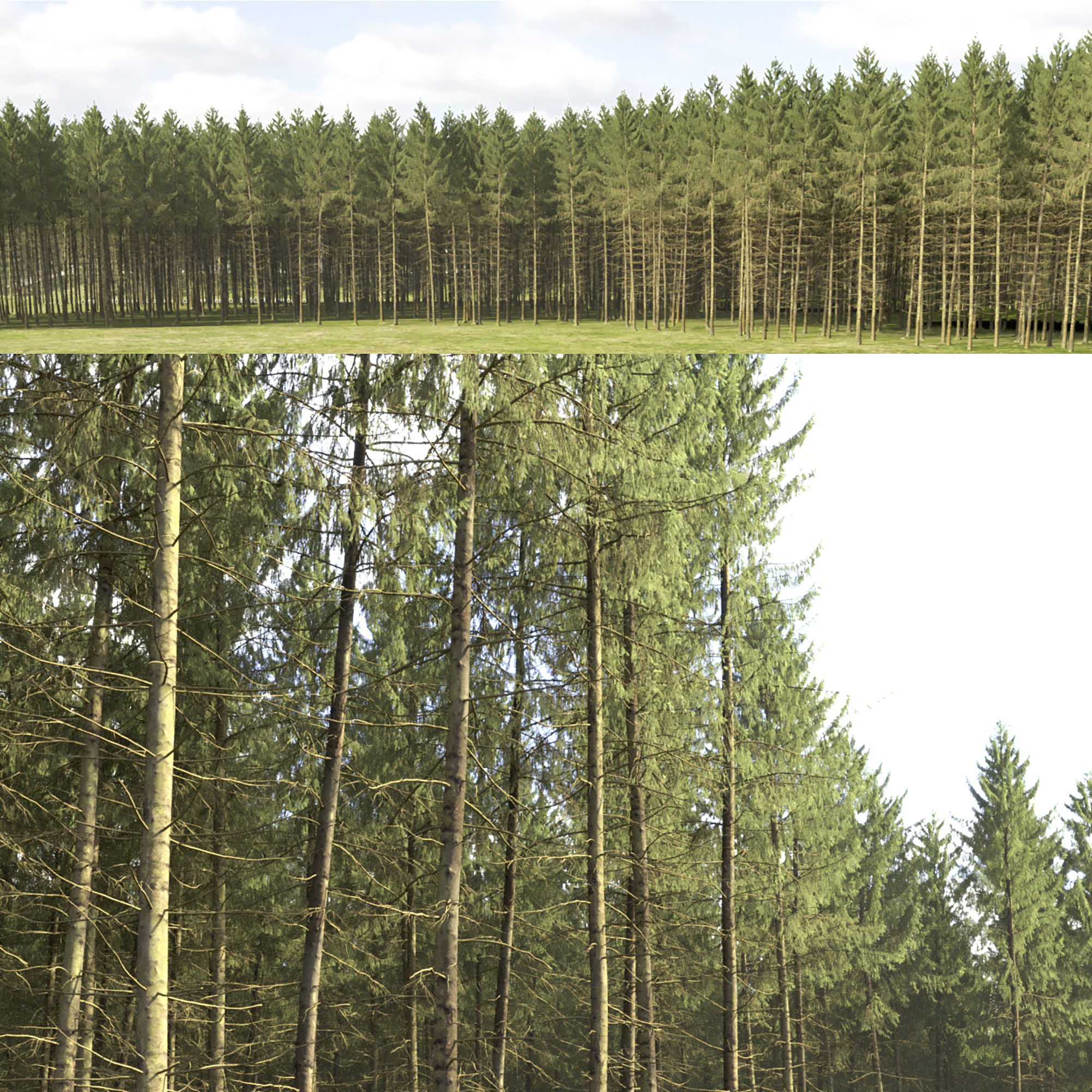 Spruce 06 3D model_3