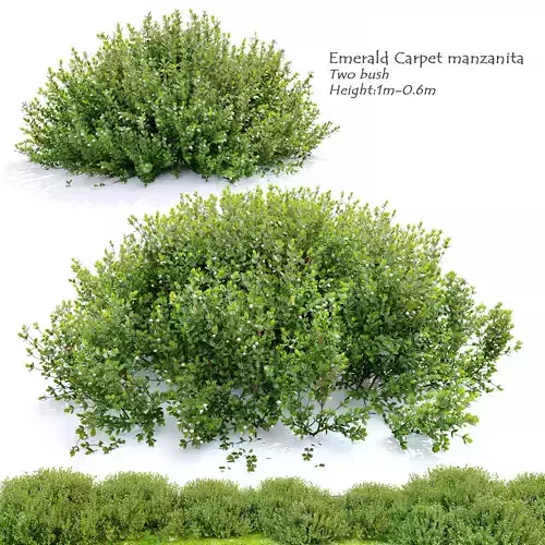 Emerald carpet manzanita 3D model
