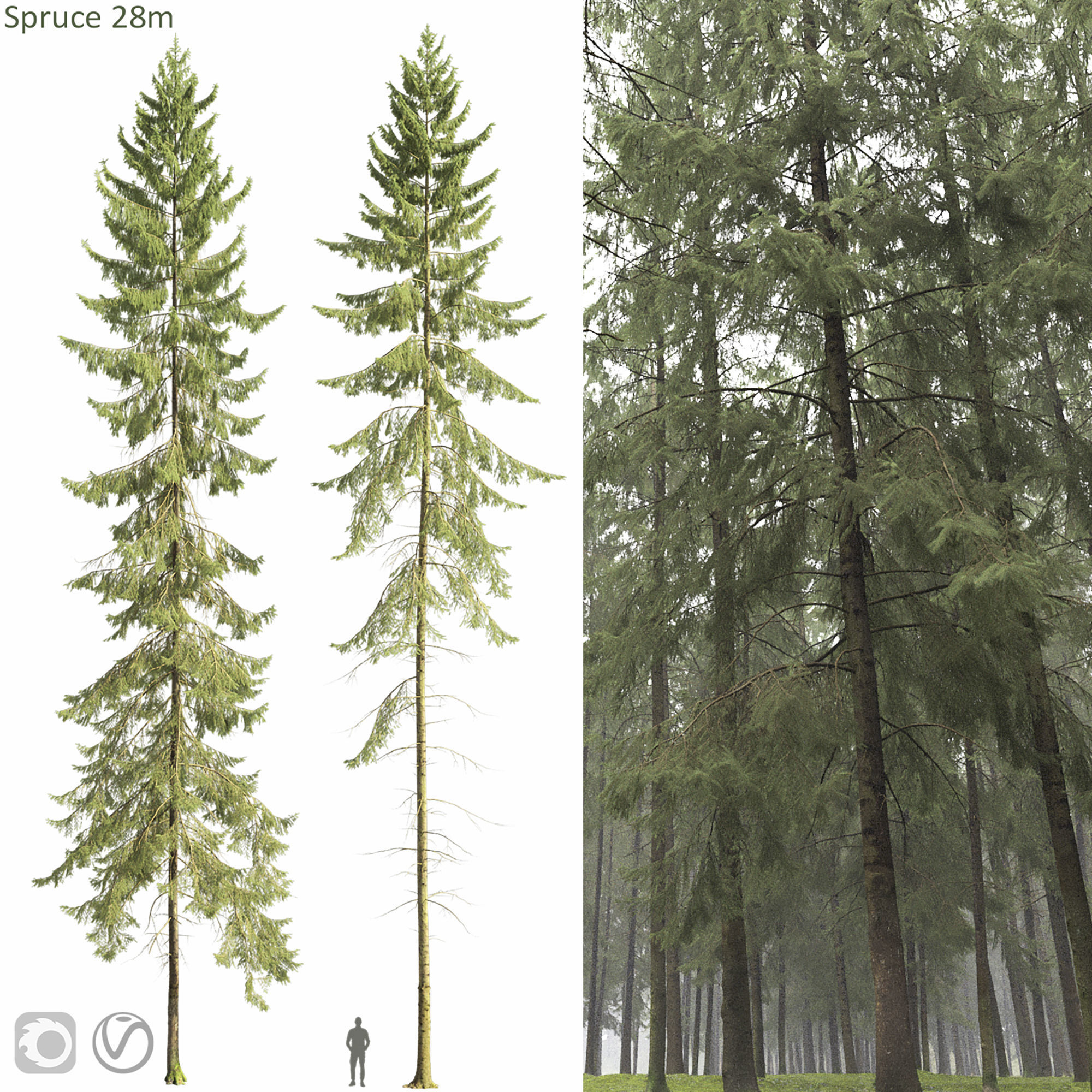 Spruce 07 3D model_5