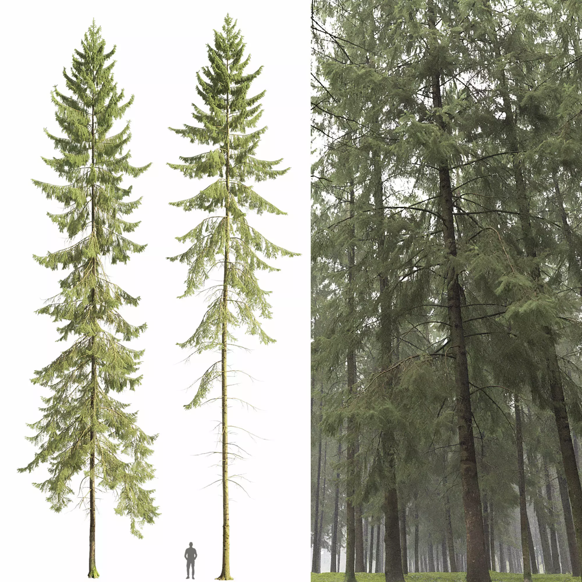 Spruce 07 3D model_0