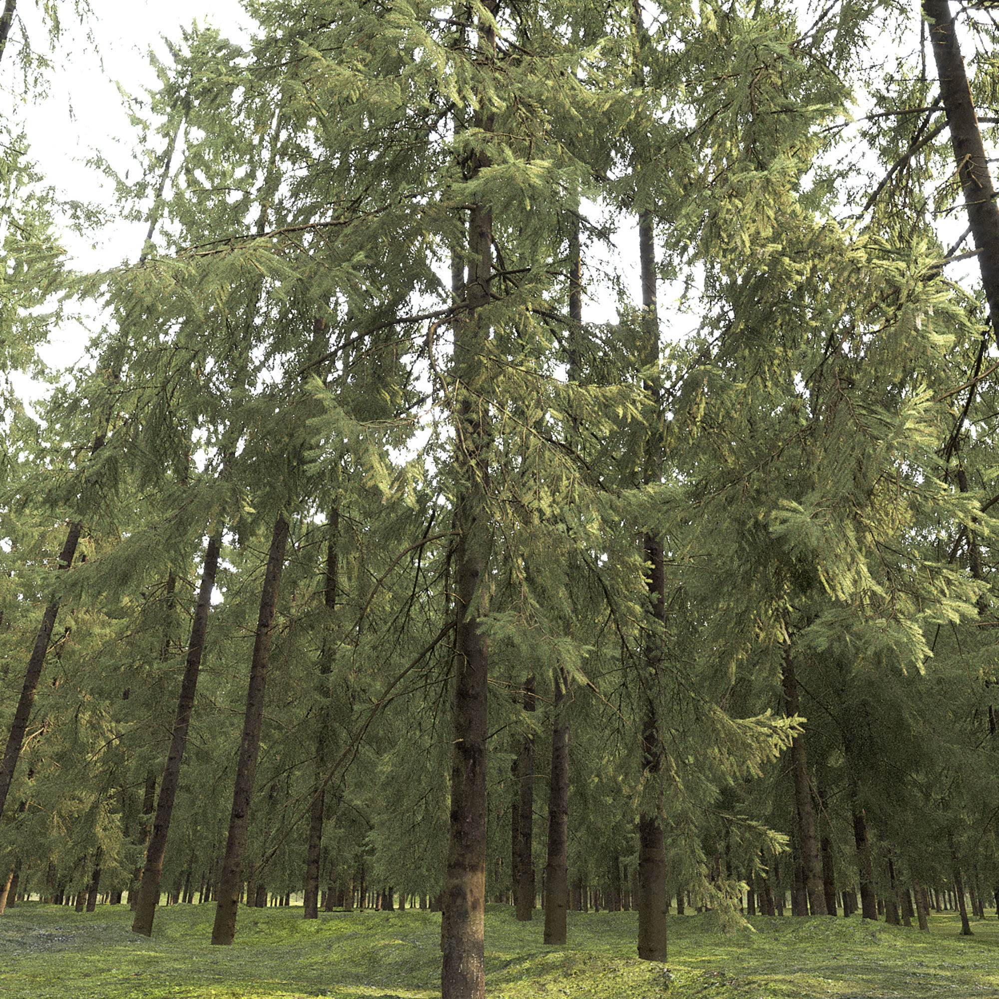 Spruce 07 3D model_3