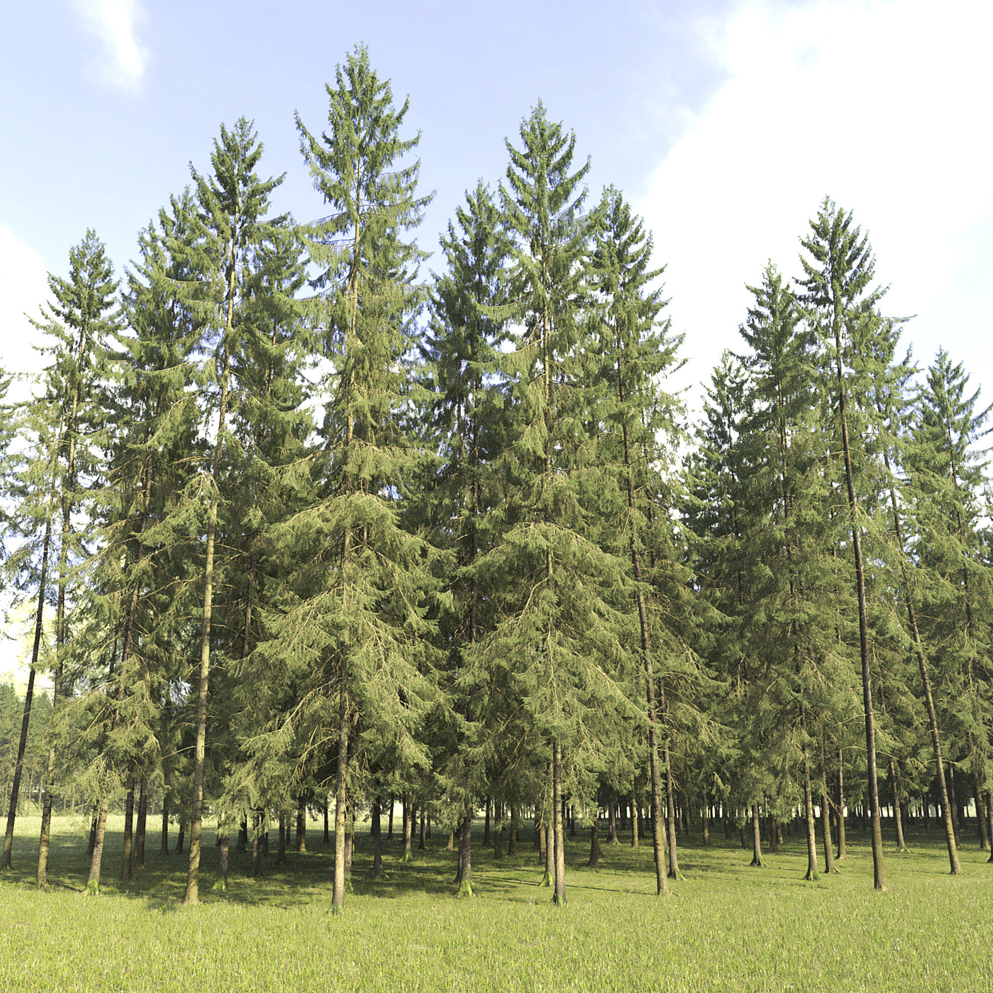 Spruce 07 3D model_2