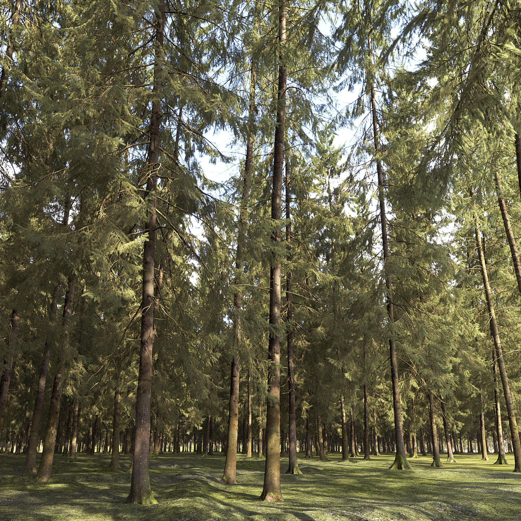 Spruce 07 3D model_1