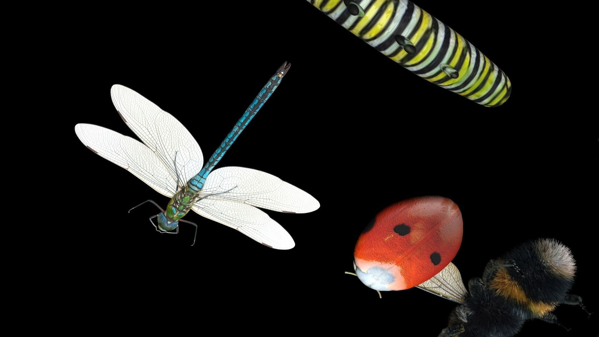 Insects Set 3D model_29