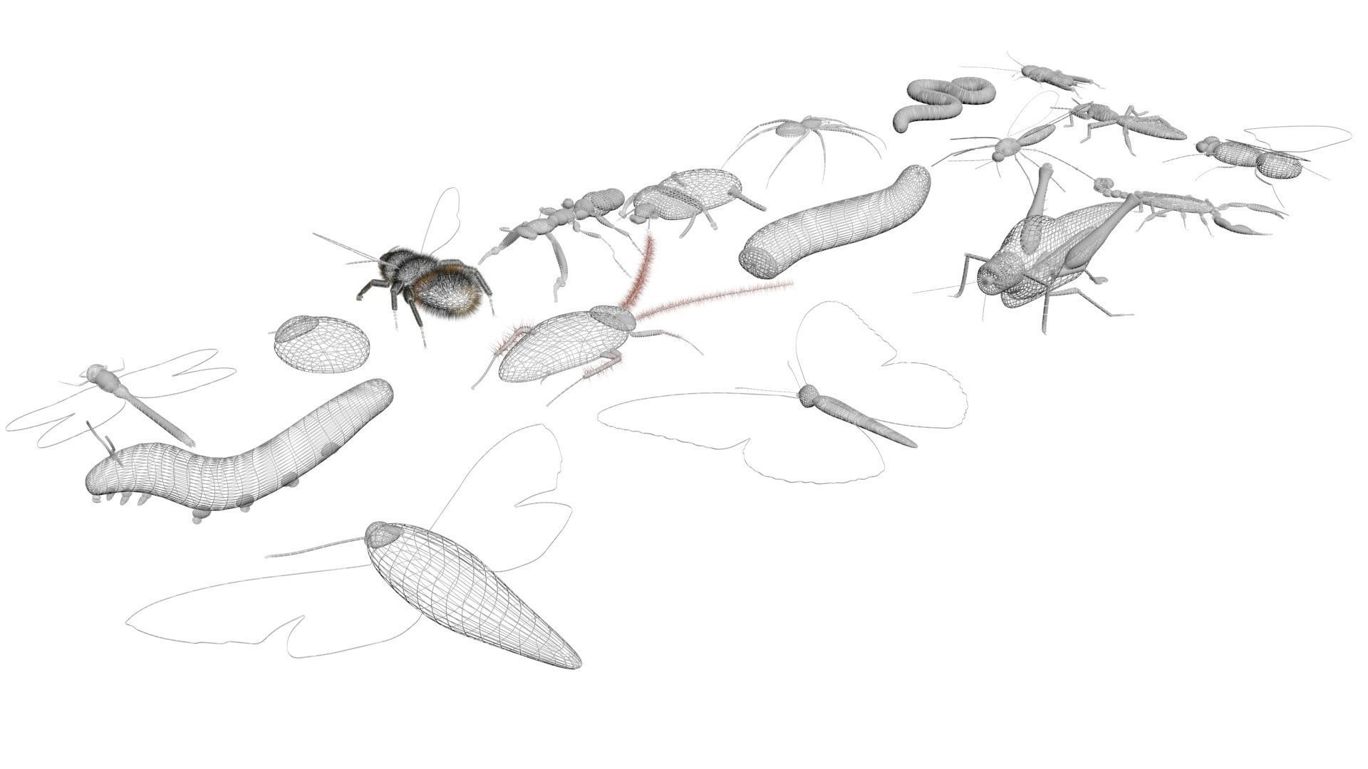Insects Set 3D model_45