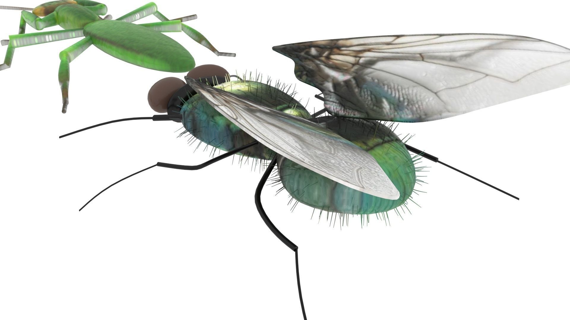 Insects Set 3D model_40