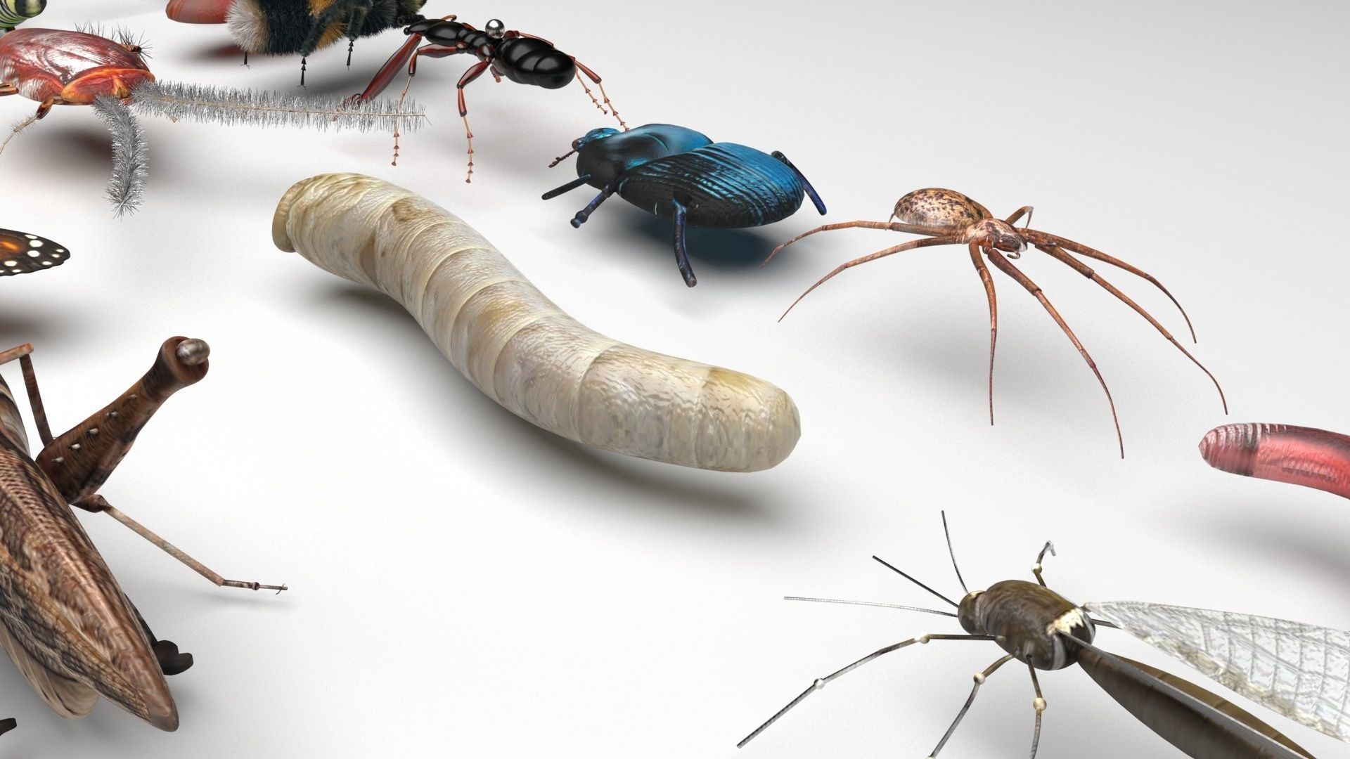 Insects Set 3D model_19