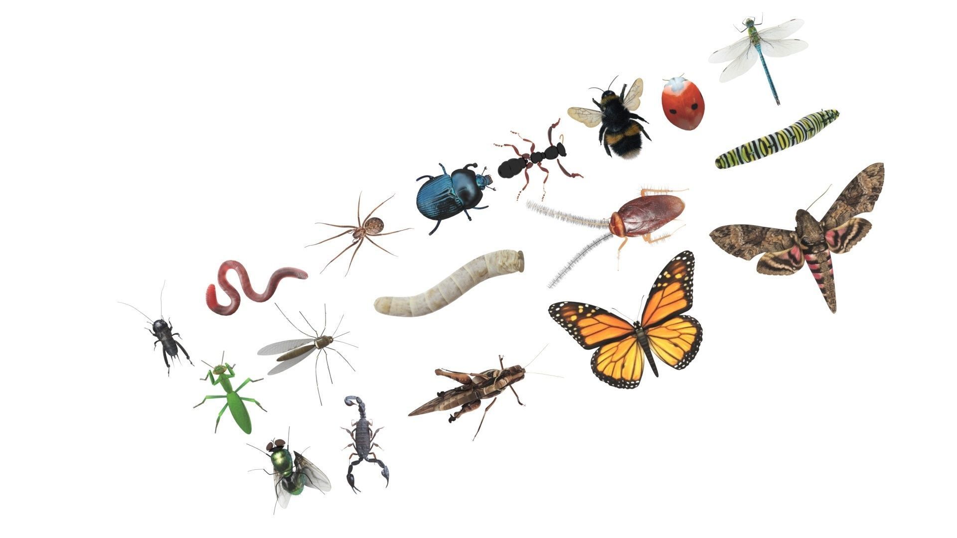 Insects Set 3D model_37