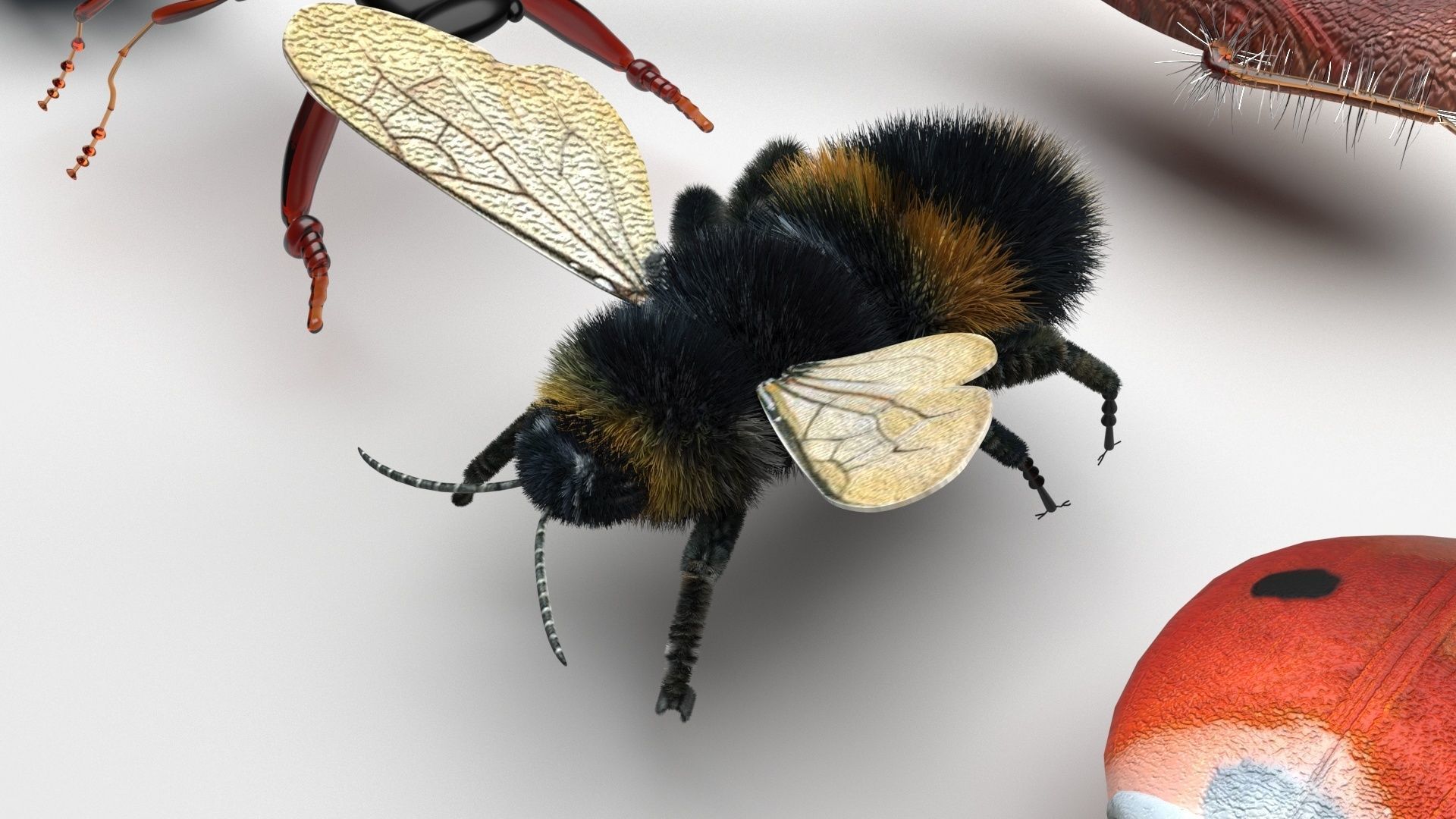 Insects Set 3D model_13