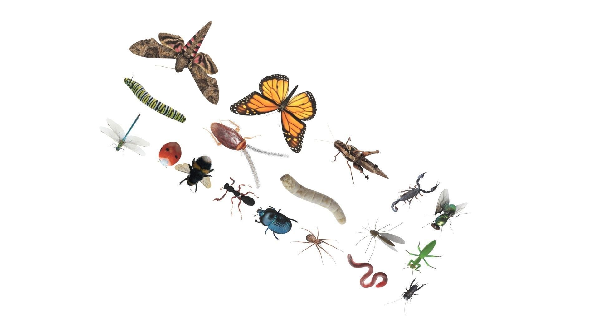 Insects Set 3D model_34