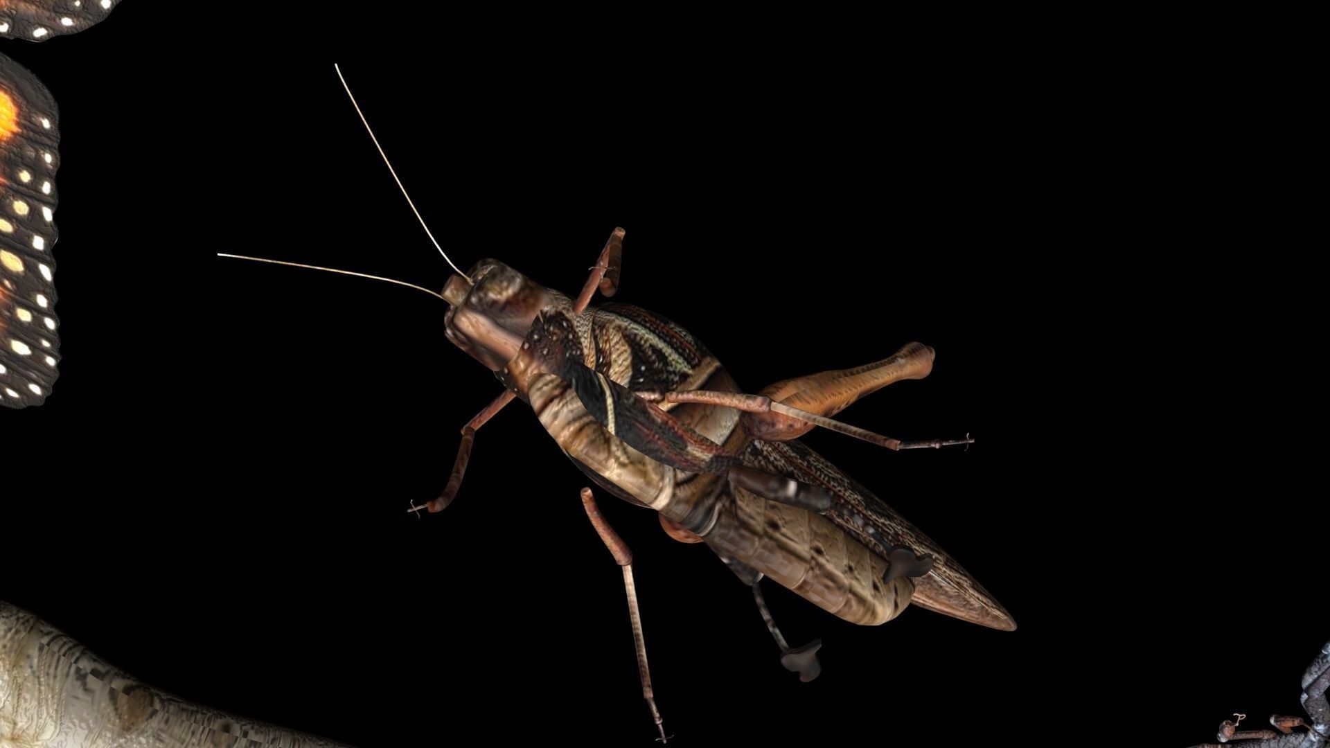 Insects Set 3D model_24