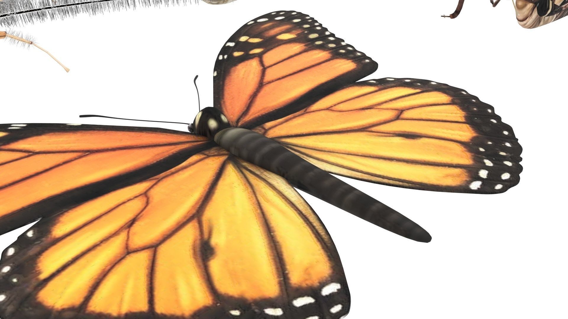 Insects Set 3D model_42